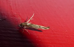 Stathmopoda plumbiflua