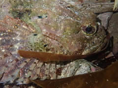 Taurulus bubalis