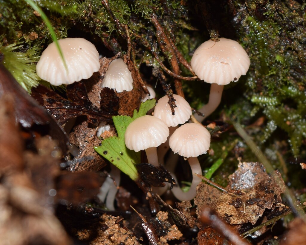 Hodophilus roseolus · June 2025 · photo: © davidwhyte (iNaturalist, cc-by-sa)