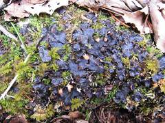 Peltigera neckeri