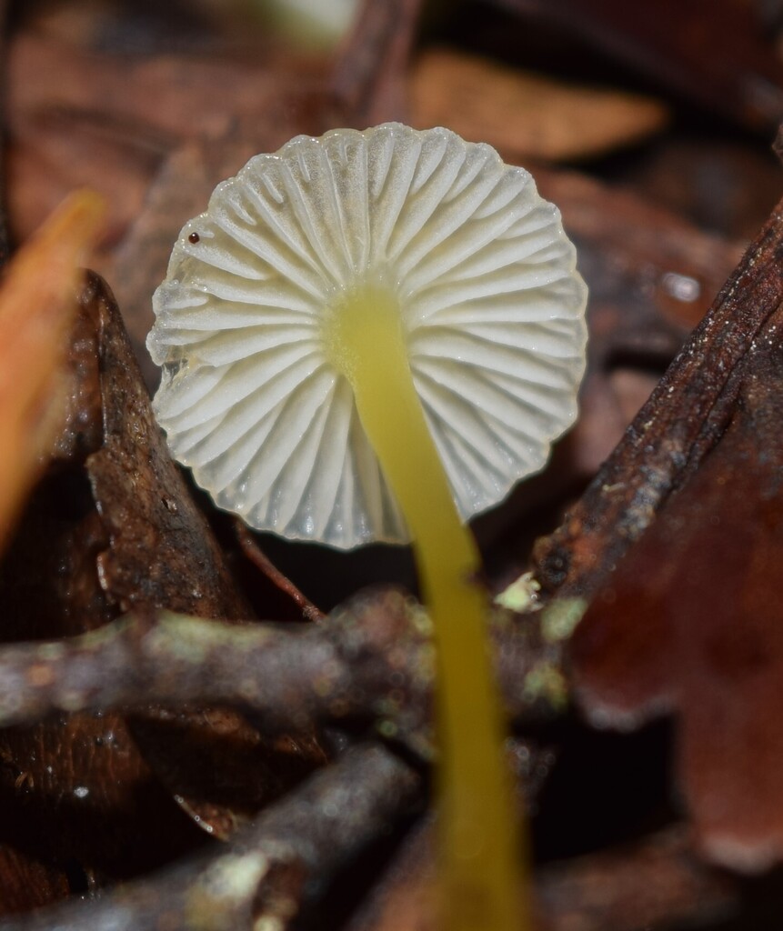 Mycena subviscosa · June 2025 · photo: © davidwhyte (iNaturalist, cc-by-sa)