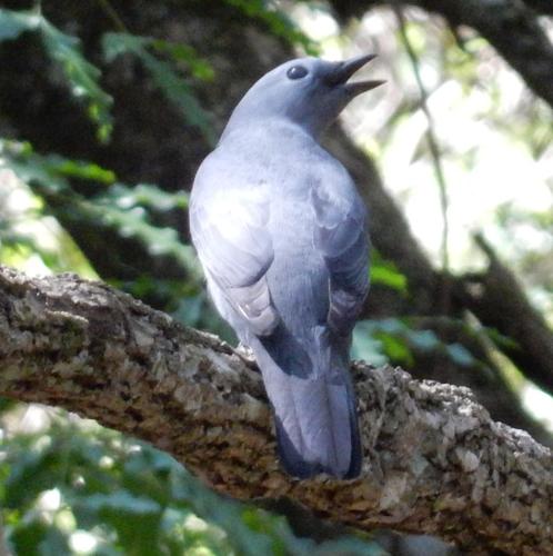 Grey Cuckooshrike (Ceblepyris caesius), photo 7