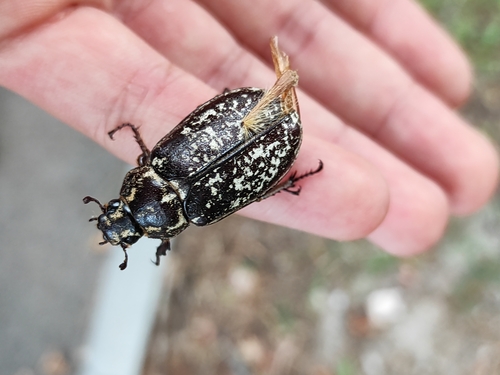 Pine Chafer