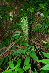 Habenaria pantlingiana