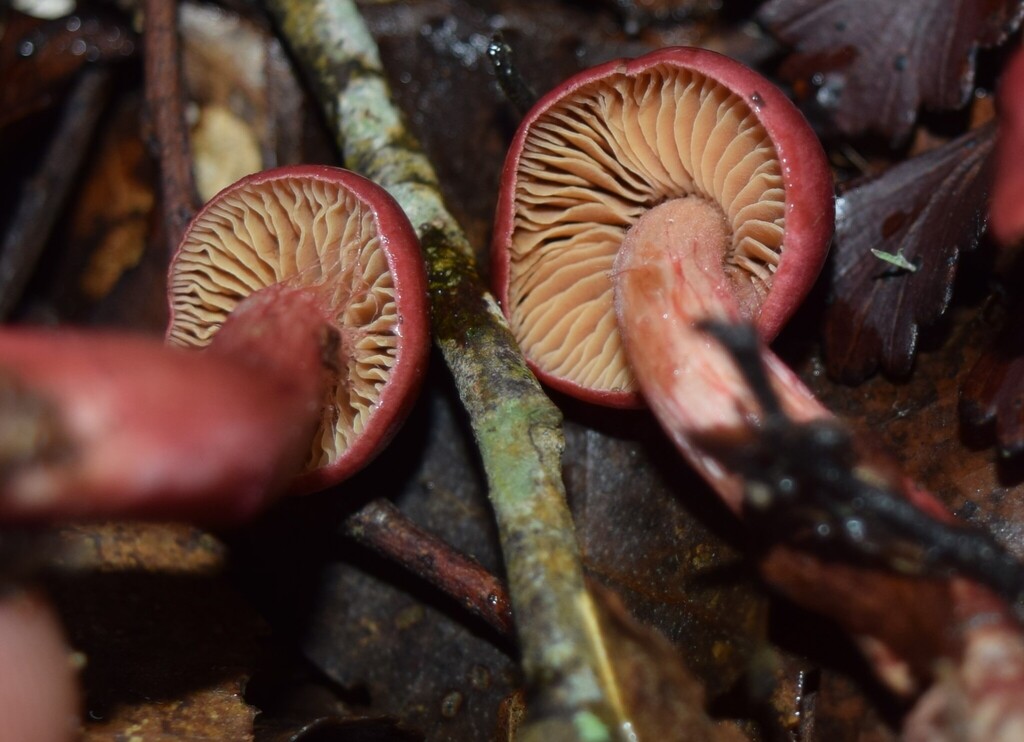 Cortinarius cardinalis · June 2025 · photo: © davidwhyte (iNaturalist, cc-by-sa)