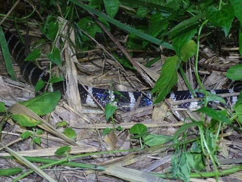 Many-banded Krait