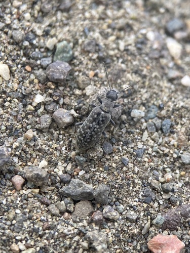 Stereopalpus guttatus
