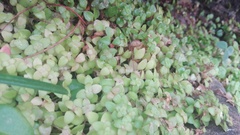 Crassula pellucida brachypetala