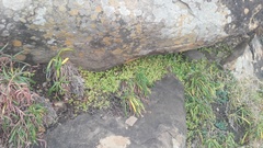 Crassula pellucida brachypetala