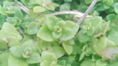 Crassula pellucida brachypetala