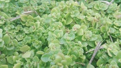 Crassula pellucida brachypetala