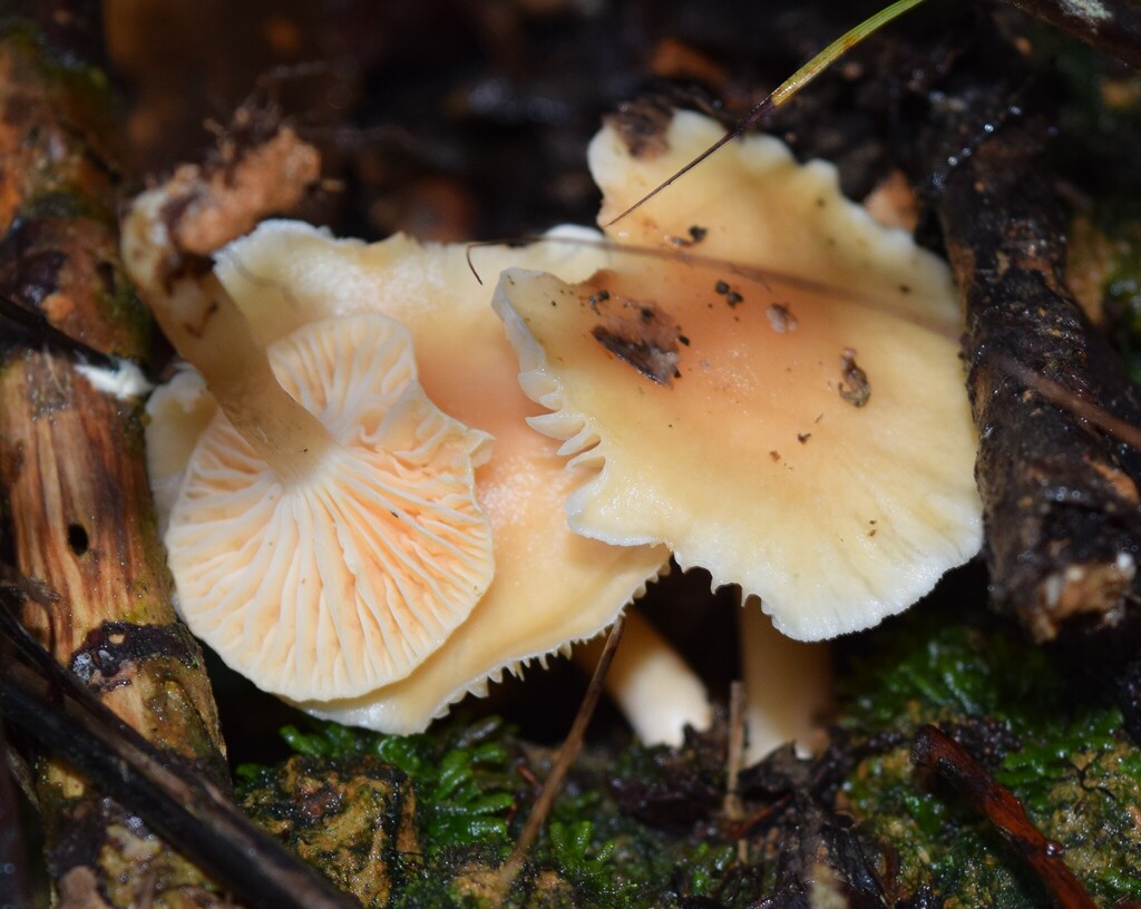 Cuphophyllus austropratensis · June 2025 · photo: © davidwhyte (iNaturalist, cc-by-sa)