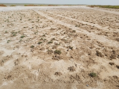 Herniaria hemistemon