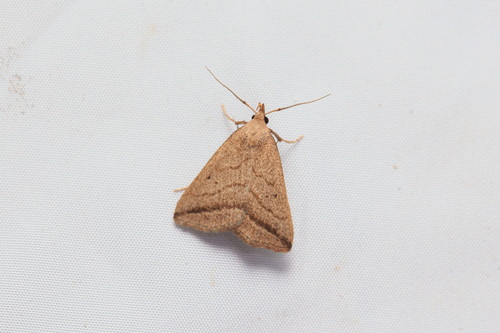 Herminie ténue (L')