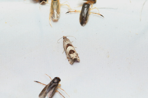 Epiblema junctana