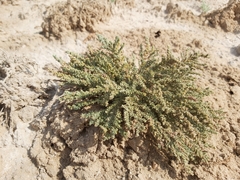 Herniaria hemistemon