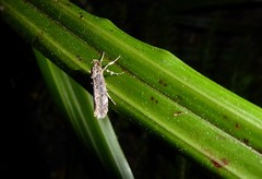 Atomotricha chloronota