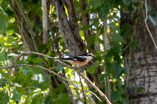 Alcaudón núbico (Lanius nubicus)