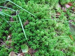 Sphagnum fallax