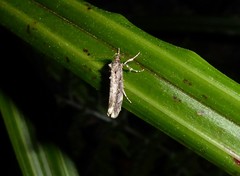 Atomotricha chloronota