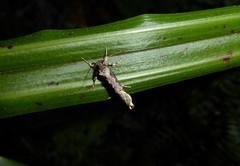 Atomotricha chloronota
