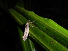 Atomotricha chloronota