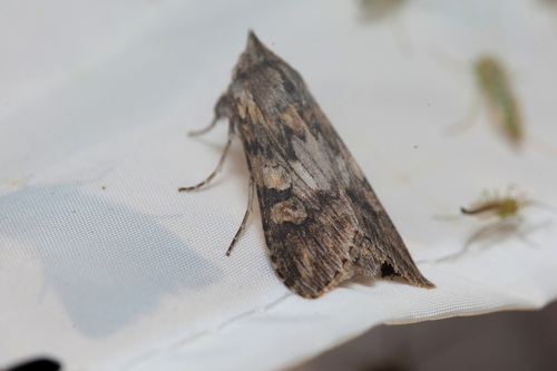 Scarce Wormwood