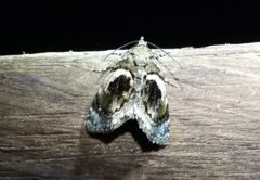Drobeta