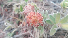 Lasiosiphon anthylloides