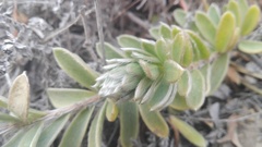 Lasiosiphon anthylloides