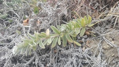 Lasiosiphon anthylloides