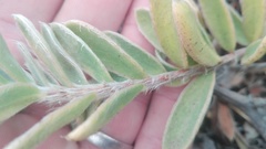 Lasiosiphon anthylloides