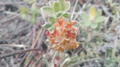 Lasiosiphon anthylloides