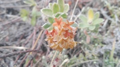 Lasiosiphon anthylloides