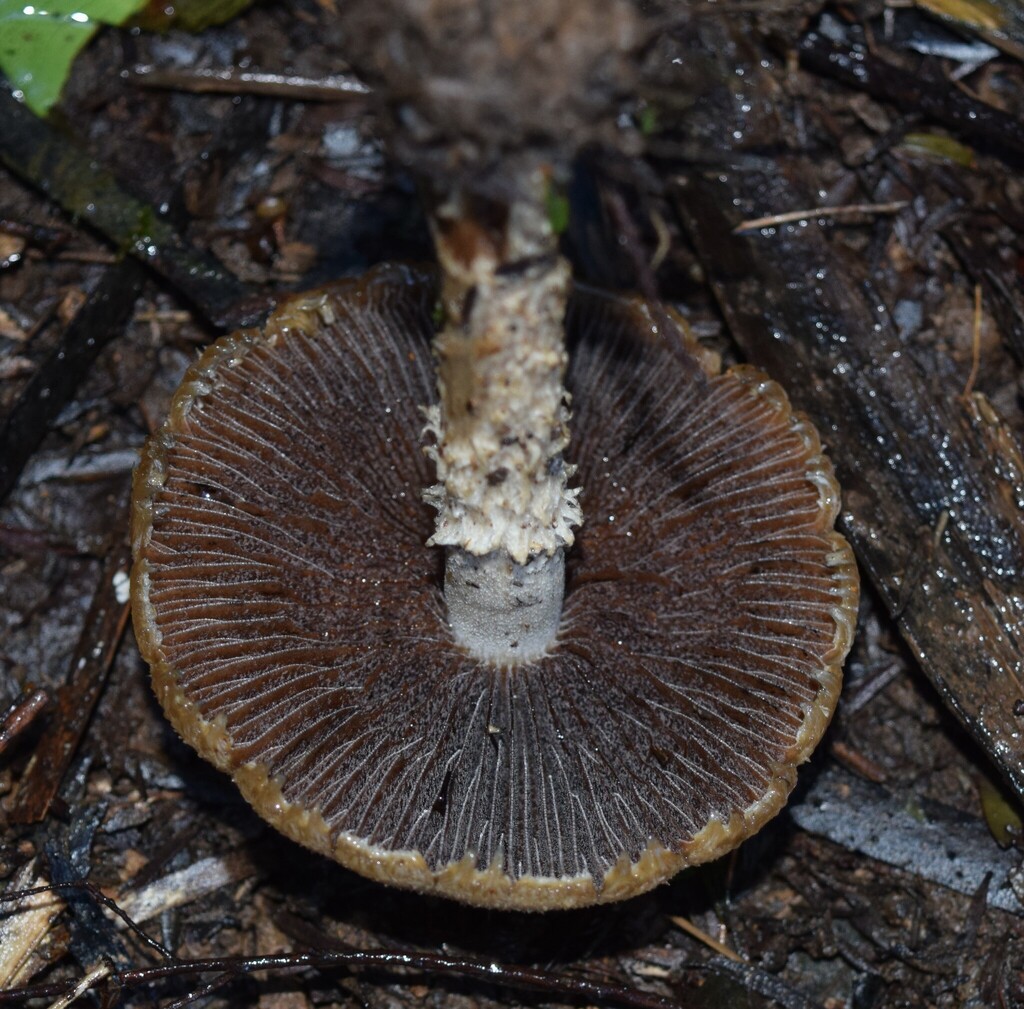 Lacrymaria asperospora · June 2025 · photo: © davidwhyte (iNaturalist, cc-by-sa)