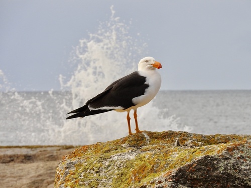 Pacific Gull｜太平洋鸥 参考照片