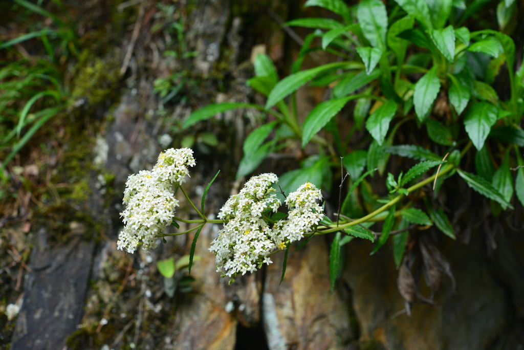 Patrinia