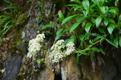 Patrinia glabrifolia