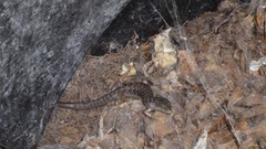 Elgaria multicarinata