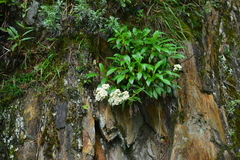 Patrinia glabrifolia