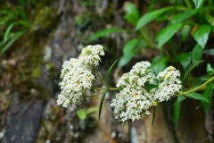 Patrinia glabrifolia