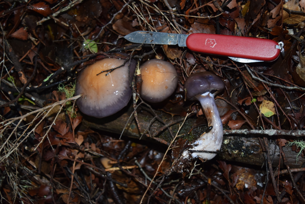 Cortinarius taylorianus · June 2025 · photo: © davidwhyte (iNaturalist, cc-by-sa)