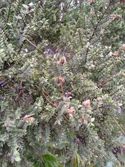 Melaleuca cheelii