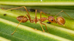 Oecophylla smaragdina