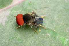 Lindneromyia