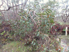Eucalyptus cosmophylla