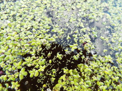 Wolffia brasiliensis