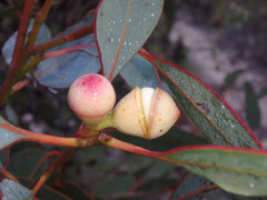 Eucalyptus cosmophylla