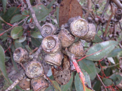 Eucalyptus cosmophylla