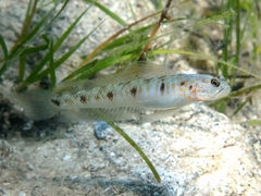 Mertens' Prawn-Goby photo 1